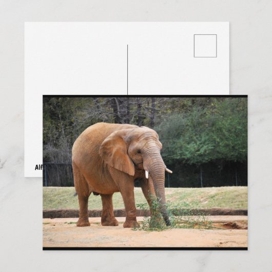 Afrikaanse Olifant in Park Briefkaart (Voorkant / Achterkant)