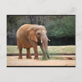 Afrikaanse Olifant in Park Briefkaart (Voorkant)