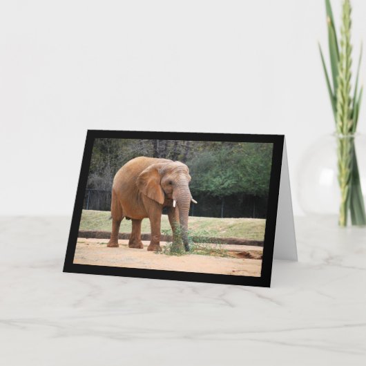 Afrikaanse Olifant in Park Kaart (Voorkant)