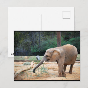 Afrikaanse olifant in park portret briefkaart
