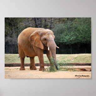 Afrikaanse Olifant in Park Poster