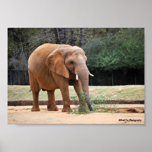 Afrikaanse Olifant in Park Poster (Voorkant)