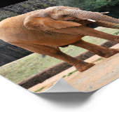 Afrikaanse Olifant in Park Poster (Hoek)