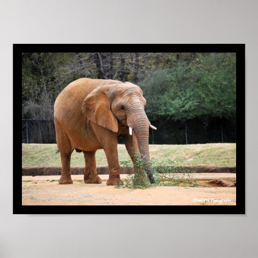 Afrikaanse Olifant in Park Poster (Voorkant)