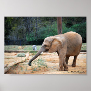 Afrikaanse olifant in parkportret poster