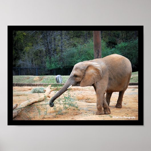Afrikaanse olifant in parkportret poster (Voorkant)