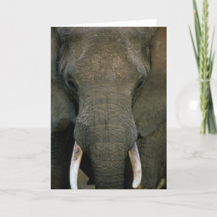 Afrikaanse Olifant Kaart