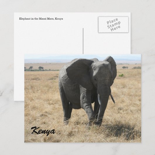 afrikaanse olifant kenya briefkaart (Voorkant / Achterkant)