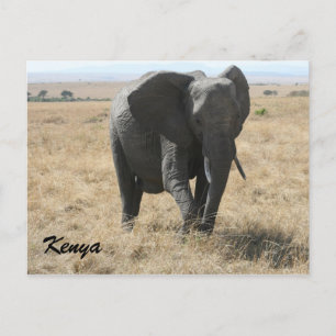 afrikaanse olifant kenya briefkaart
