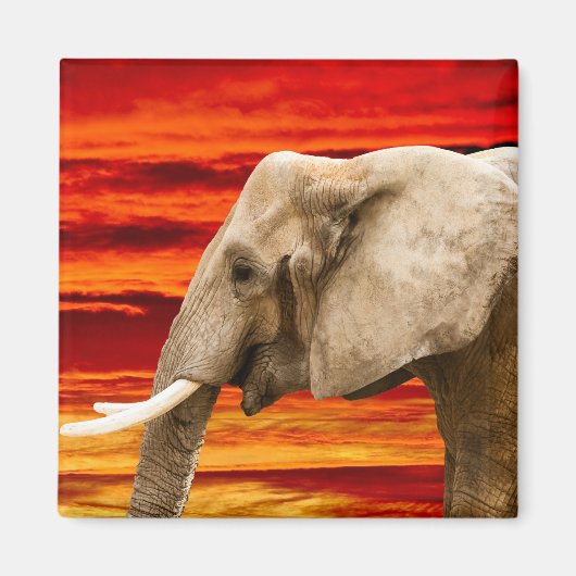 Afrikaanse olifant - koelkastmagneet magneet (Voorkant)