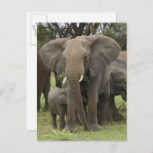 afrikaanse olifant | kudde briefkaart (Voorkant / Achterkant)
