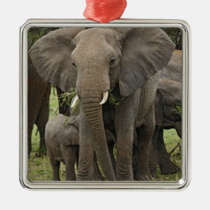 Afrikaanse Olifant Kudde Metalen Ornament
