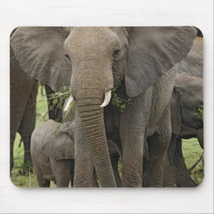 Afrikaanse Olifant Kudde Muismat