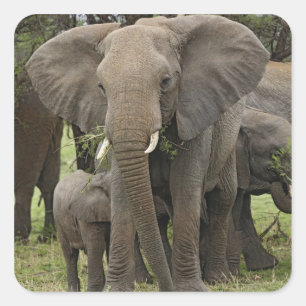 Afrikaanse Olifant Kudde Vierkante Sticker