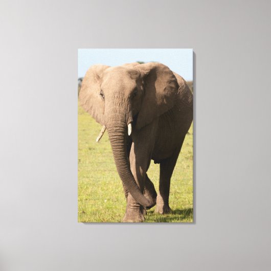 Afrikaanse olifant (Loxodonta Afriana), Maasai Canvas Afdruk (Voorkant)