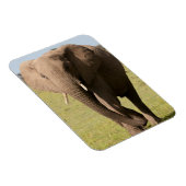 Afrikaanse olifant (Loxodonta Afriana), Maasai Magneet (Rechterzijde)