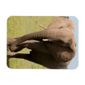 Afrikaanse olifant (Loxodonta Afriana), Maasai Magneet (Horizontaal)
