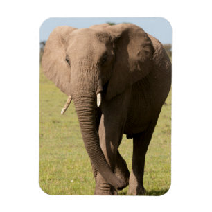 Afrikaanse olifant (Loxodonta Afriana), Maasai Magneet