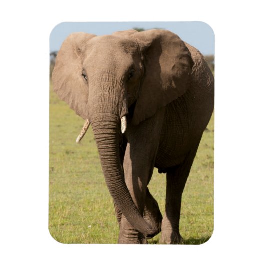 Afrikaanse olifant (Loxodonta Afriana), Maasai Magneet (Verticaal)