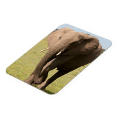Afrikaanse olifant (Loxodonta Afriana), Maasai Magneet (Linkerzijde)