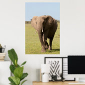 Afrikaanse olifant (Loxodonta Afriana), Maasai Poster (Thuiskantoor)