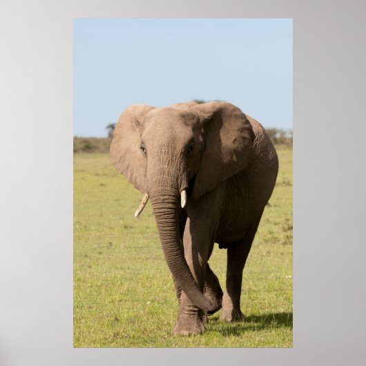 Afrikaanse olifant (Loxodonta Afriana), Maasai Poster (Voorkant)