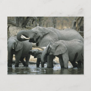 Afrikaanse olifant (Loxodonta africana), drink Briefkaart