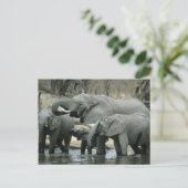 Afrikaanse olifant (Loxodonta africana), drink Briefkaart (Staand voorkant)