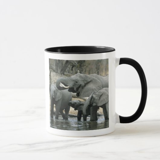 Afrikaanse olifant (Loxodonta africana), drink Mok (Rechts)