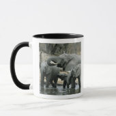 Afrikaanse olifant (Loxodonta africana), drink Mok (Links)