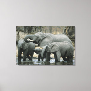 Afrikaanse Olifant, (Loxodonta africana), drinkend Canvas Afdruk