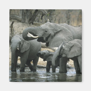 Afrikaanse Olifant, (Loxodonta africana), drinkend Magneet
