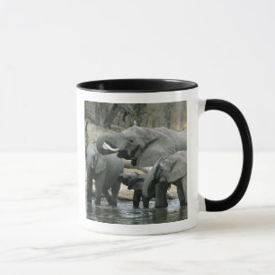 Afrikaanse Olifant, (Loxodonta africana), drinkend Mok