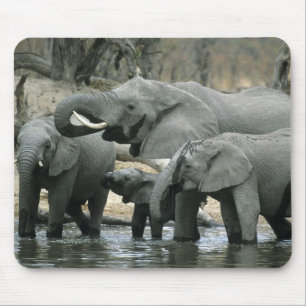 Afrikaanse Olifant, (Loxodonta africana), drinkend Muismat