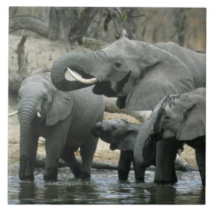 Afrikaanse Olifant, (Loxodonta africana), drinkend Tegeltje