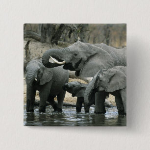 Afrikaanse Olifant, (Loxodonta africana), drinkend Vierkante Button 5,1 Cm