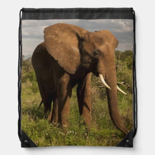 Afrikaanse olifant, Loxodonta africana, in een Trekkoord Rugzakje