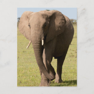 Afrikaanse Olifant (Loxodonta Africana), Maasai Briefkaart