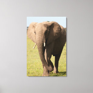 Afrikaanse Olifant (Loxodonta Africana), Maasai Canvas Afdruk