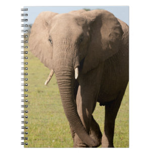 Afrikaanse Olifant (Loxodonta Africana), Maasai Notitieboek