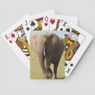 Afrikaanse Olifant (Loxodonta Africana), Maasai Speelkaarten