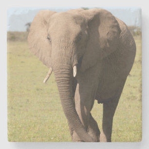 Afrikaanse Olifant (Loxodonta Africana), Maasai Stenen Onderzetter