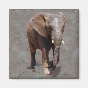 Afrikaanse olifant magneet