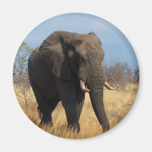 Afrikaanse olifant magneet