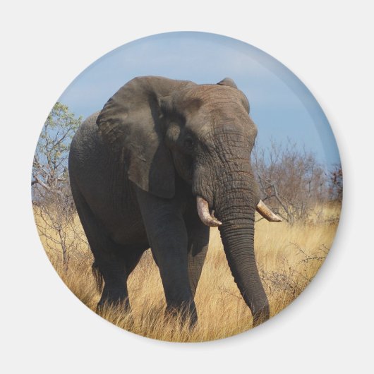 Afrikaanse olifant magneet (Voorkant)
