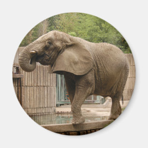 Afrikaanse olifant Magnet