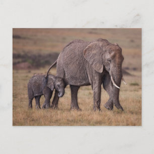 Afrikaanse olifant met Baby Briefkaart