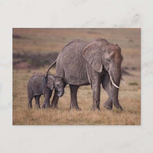 Afrikaanse olifant met baby briefkaart (Voorkant)