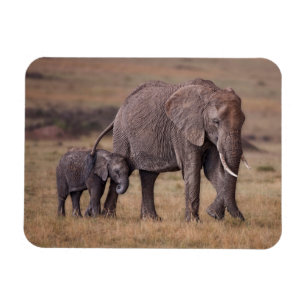 Afrikaanse olifant met Baby Magneet