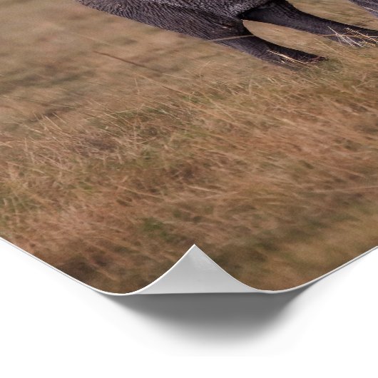 Afrikaanse olifant met Baby Poster (Hoek)